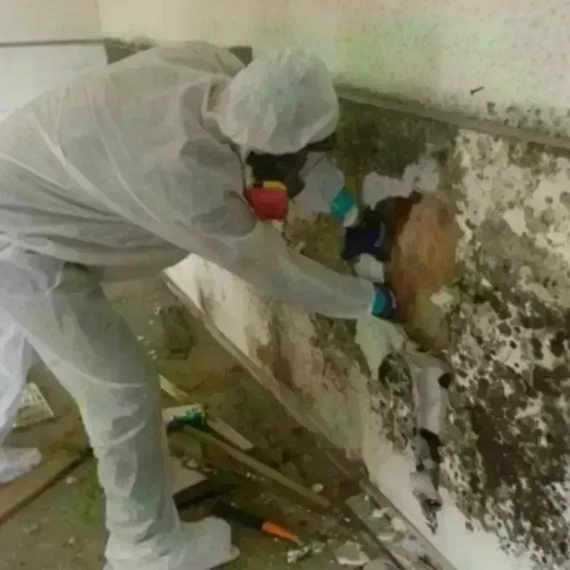 Mold Remediation and Removal in De Baca County, NM